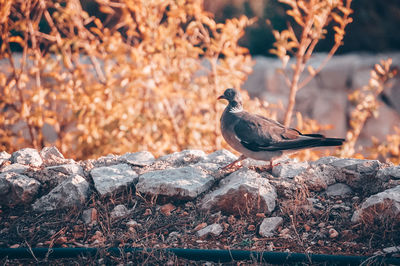 Close-up of bird perching on rock