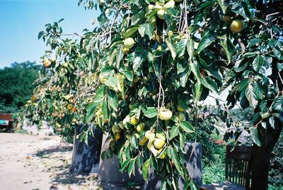 Plants growing on tree