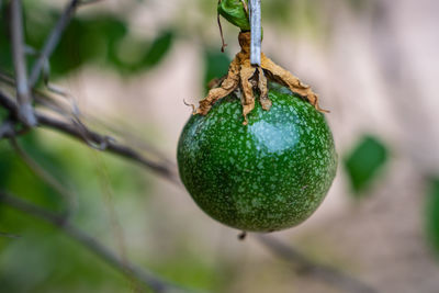 Close-up of fruit growing on tree