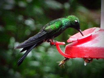 Close-up of bird perching on feeder