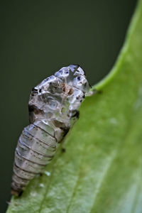 Close-up of insect on leaf