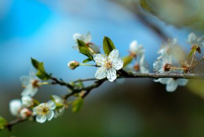 Close-up of white flowers blooming on tree