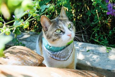 Close-up portrait of a cat