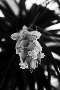 Close-up of white flowers