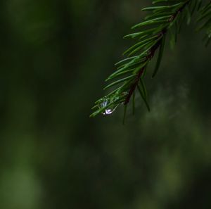 Close-up of raindrops on pine tree