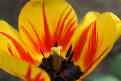 Close-up of orange flowering plant