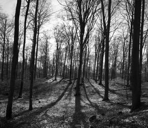 Bare trees in forest