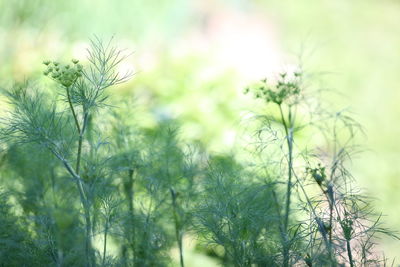 Close-up of flowering plants on field