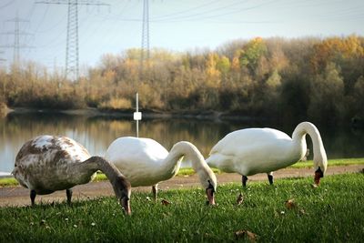 Swans in lake against sky