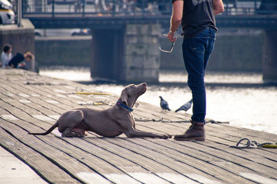 Low section of man with dog on pier