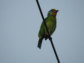 Low angle view of bird perching on leaf against sky