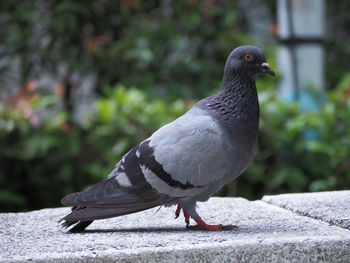 Close-up of bird perching on retaining wall