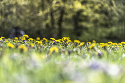 Close-up of yellow flowering plants on field