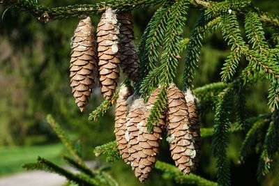 Close-up of pine cones hanging on tree