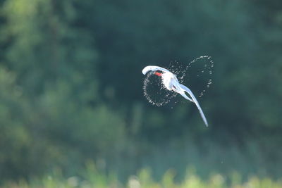 Close-up of common tern shaking water off mid-air