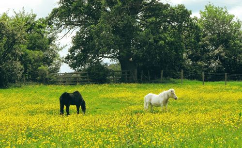 Ponies on field against trees