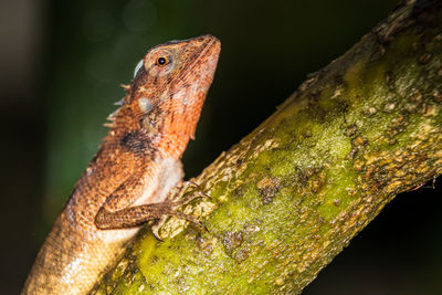 Close-up of lizard on tree trunk