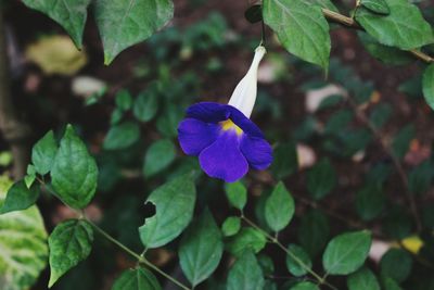 Close-up of purple flowers