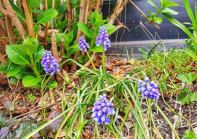 Close-up of flowers growing outdoors