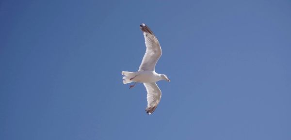 Low angle view of bird flying against clear blue sky