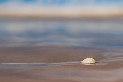 Close-up of seashell on shore at beach