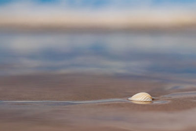 Close-up of shell on beach against sky