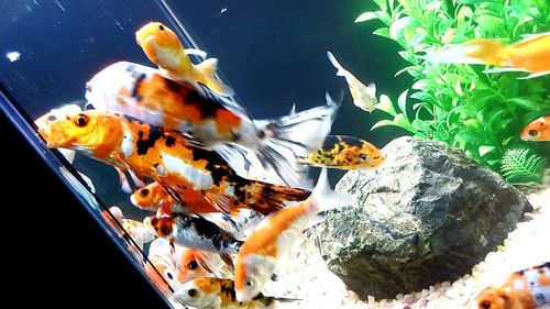 Close-up of fish swimming in aquarium