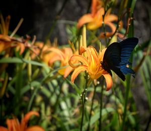 Close-up of butterfly on flower