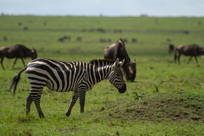 Zebra and wildebeest grazing in a green field on the maasai mara in kenya.
