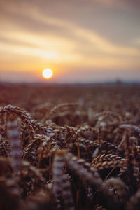 Scenic view of field against sky during sunset