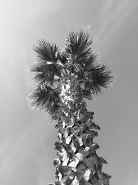 Low angle view of flower tree against sky