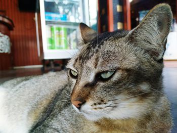 Close-up of a cat looking away