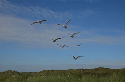 Birds flying in the sky
