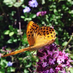 Close-up of butterfly perching on flower