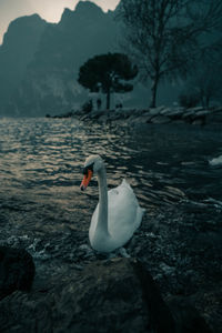 Swan floating on a lake