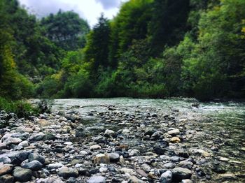 Scenic view of river amidst trees in forest