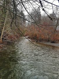 View of bare trees by river in forest