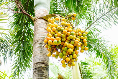 Low angle view of coconut palm tree