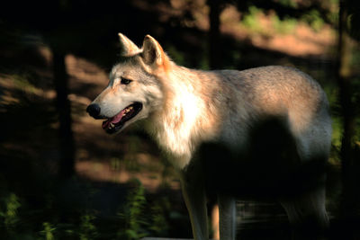 Wolf standing in the shadows in a sun beam