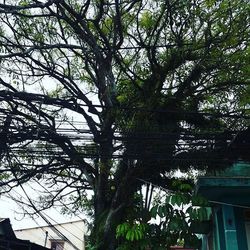 Low angle view of trees against sky