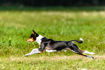 Basenji dog lure coursing competition on green field in summer