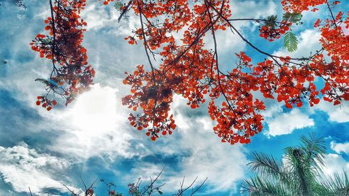 Low angle view of tree against sky