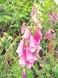 Close-up of pink flowers