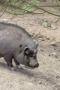 View of an animal on field