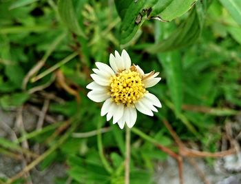 Close-up of white daisy flowers