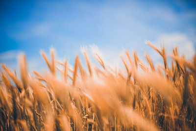 Close-up of wheat growing on field against sky