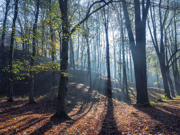 Road amidst trees in forest during autumn