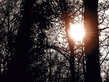 Sun shining through trees