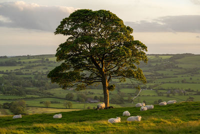 Scenic view of field against sky during sunset