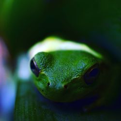 Close-up of frog
